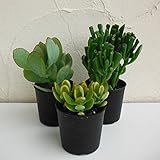 金のなる木3種セット（ブルーバード・ゴーラム・姫黄金花月） ノーブランド品