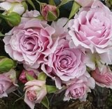 バラ苗 ラマリエ 国産大苗河本オリジナル角鉢6号 四季咲き中輪 ピンク系　オープンカップ咲き