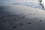 キャンバス上需要壁Peel壁アート印刷entitled Baby Kemps Ridley Sea Turtles entering Gulf of Mexico 24" x 16" 1977423_