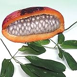 国華園　果樹苗　アケビ　五葉アケビ　1株【※発送が国華園からの場合のみ正規品です】