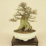 楓 / カエデ 小葉性（小品盆栽） 【雑木盆栽】いよじ園