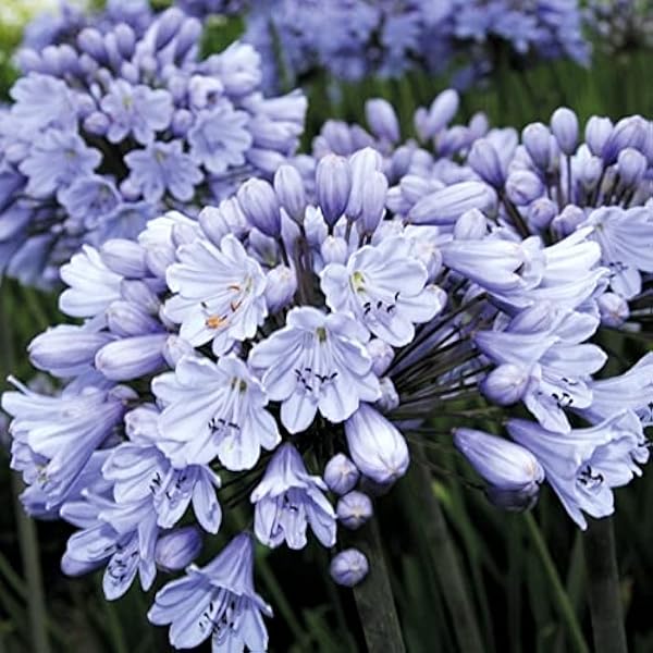 Amazon アガパンサス 苗 バレンシア 1株 花苗 アガパンサスの苗 アガパンサスの花 国華園 22年春商品 花