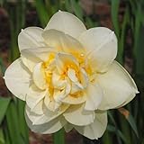 盆栽水草の種子白い水仙種子100個/ lot DIYクリア