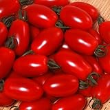 【メール便配送】　国華園　野菜たね　トマト　F1アイコ　1袋(10粒)【※発送が国華園からの場合のみ正規品です】