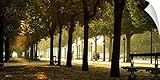 キャンバス上需要壁Peel「木の両側に歩道、Champs Elyseesウォールアートプリント、パリ、フランス 24" x 12" 49698_14_24x12_none