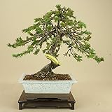 いよじ園 【】 杜松 / トショウ 山取木 貴風盆栽 （松柏盆栽 いよじ園）