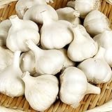 国華園　ニンニク種球　嘉定ニンニク(種球)(中国産)　5kg【※発送が国華園からの場合のみ正規品です】