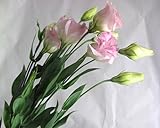 プリティマーメイド 生花 切花 切り花 トルコヤエP&R エクローサPフラッシュなど5本