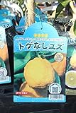 果樹苗 接木 トゲなしゆず 1年生 【送料込価格】