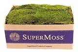 Super Moss 21508 Preserved Sheet Moss, Fresh Green, 5 Pounds [並行輸入品]