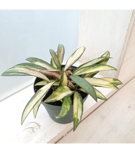 Amazon.co.jp: Hoya inflata ホヤ インフラータ 希少 抜き苗 : DIY