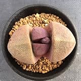 多肉植物：メセン　プレイオスピロス　帝玉　ネリー　ロイヤルフラッシュ*