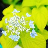 あじさい 苗 ヤマアジサイ 【 武蔵野 （ ムサシノ ） 】 5号ポット苗 山紫陽花 山アジサイ 庭木 低木