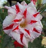 40 Fresh seedsアデニウム アラビカム オベスム 砂漠のバラ種子(40粒)塊根植物種子Adenium obesum Desert Roses seeds no338-Triple-Fire