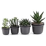 T4U プラスチック植木鉢 ラウンド 多肉植物 サボテン鉢 フラワーポット プランター容器 黄褐色 8個入り