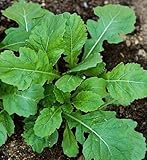 Wasabi arugula - Rocket Wasabi - 50 seeds