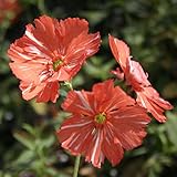 【山野草】橙絞り松本センノウ