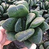 国華園 多肉植物 ハオルチア 静鼓 1株【※発送が国華園からの場合のみ正規品です】