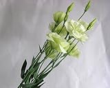 プリティマーメイド 生花 切花 切り花 トルコヤエY&G リネーショングリーンなど5本