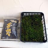 苔玉用資材セット：ハイゴケと夢想（むそう）[苔玉6個は作れます]
