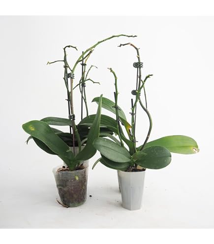 Amazon｜原種胡蝶蘭 phal. violacea インディゴ ブルー個体｜観葉植物