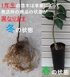 ガーデンストーリー ぽろたん 接木苗　1等