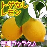 果樹苗　カンキツ　トゲなしレモン　1株