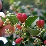 ハートの実ができる 【ハートツリー】 ハート鉢カバー仕立て 【RCP】