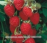 2016年5種類の200 /パックベリー種子BIG BERRYのSEEDラズベリー室伏ブルーベリー、ブラックベリー、桑イチゴ種子フルーツ種子