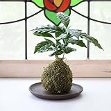 【選べる仕立て】苔玉 コーヒーの木／ココボール コーヒーの木 常滑焼受け皿付 (Ａ：苔玉仕立て, １：ブラウン)