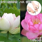(ビオトープ/蓮)おまかせ ハス 蓮根(1ポット分) 本州・四国限定[生体]