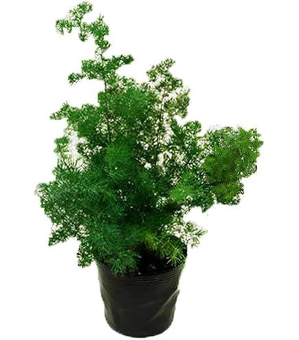 Amazon｜（観葉植物）アスパラガス メイリー 3号（1ポット）｜観葉