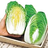 ミニ白菜 苗 お黄にいり 5ポットセット ミニハクサイ