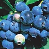 ブルーベリー苗木　アイブルー＜サザンハイブッシュ系＞