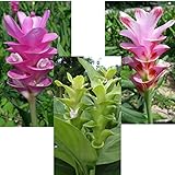 国華園　春植え球根 クルクマAセット 3種9球(各3球)【※発送が国華園からの場合のみ正規品です】