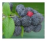 Rubus niveus - Mysore raspberry - 10 seeds