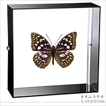 51PZ3RKJD2L._AC_UL210_SR210,