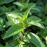 TOPmountain ミントシード 1袋 ホーム屋内庭の植物の種