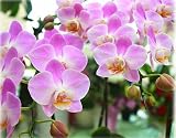 胡蝶蘭 鉢植え ミディ ３本立て（生花）珍しい色の花 誕生日プレゼント お祝い 花 ギフト 蘭（ラン）の花