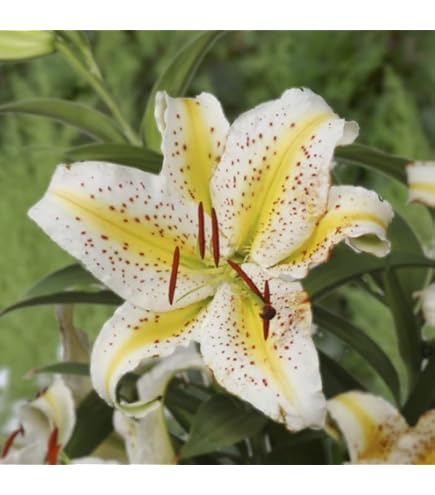 Amazon.co.jp: 花数が多い 山百合 球根 【 特大球 】1球 オーラタム