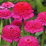 【メール便配送】国華園　花たね 切花向き百日草 シンデレラ パープル 1袋(25粒)【※発送が国華園からの場合のみ正規品です】