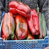 1 Pack, 100 seeds / pack, Giant Sweet Pepper Seeds, Organic Heirloom Krasnyy Velikan Chili g