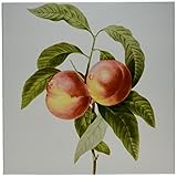 Dooni Designs Redouteフルーツと花 – Redouteヴィンテージ水彩フルーツ2つ桃Prunus Sp – タイル 12-Inch-Ceramic ct_106863_4