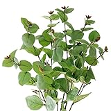【Blooming＆me】フラワーデザイナー推薦 枯れない 高品質 上質な造花 ナチュラルな空間 インテリア スタイリッシュユーカリ 3本セット [並行輸入品]