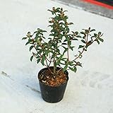 庭木・植木:日陰つつじ(伊勢)*イセヒカゲツツジ　いせひかげつつじ　大株！