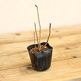 苗：ナナカマド（ななかまど）株立ち苗