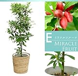 【9種類から選べる】8号サイズ観葉植物　鉢カバー付き (ミラクルフルーツ)