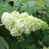 カシワバ（柏葉）アジサイ：ハーモニー3号 2株セット[アイスクリームパフェのような花]