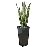サンスベリア・ローレンティ ロングスクエア陶器鉢植え BIGサイズ