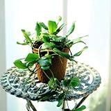 観葉植物 ホヤ ロツンディフォリア 1株 9ｃｍロングポリポット 本物 はなみどり